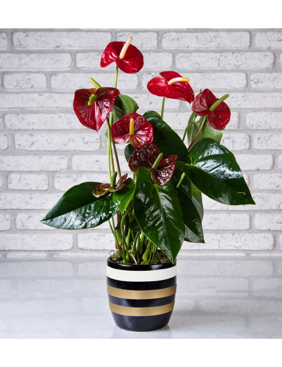 Gold Çizgili Vazoda Antoryum Bitkisi