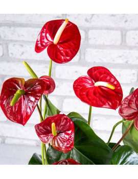 Gold Çizgili Vazoda Antoryum Bitkisi