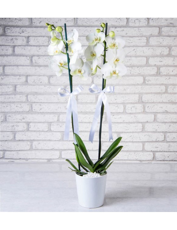 2 Dal Beyaz Orkide Çiçeği