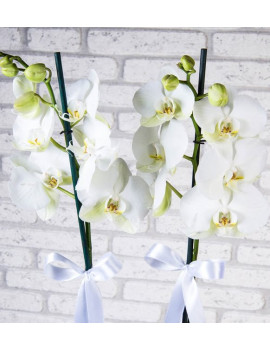 2 Dal Beyaz Orkide Çiçeği