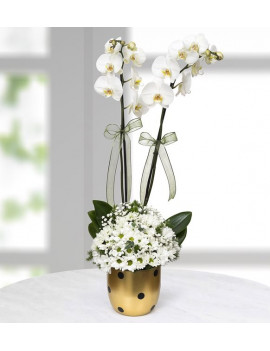 Kırmızı Antoryum Saksı Çiçeği