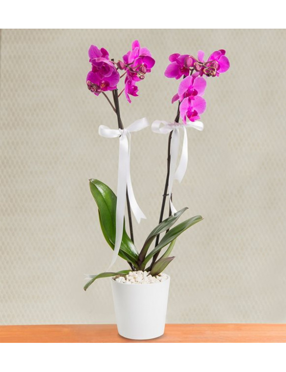 Asaletli Mor 2 Dal Orkide