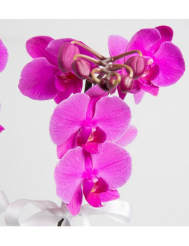 Asaletli Mor 2 Dal Orkide
