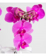 Asaletli Mor 2 Dal Orkide