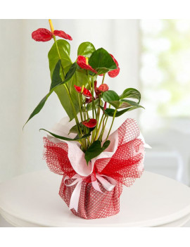 Kırmızı Antoryum Saksı Çiçeği